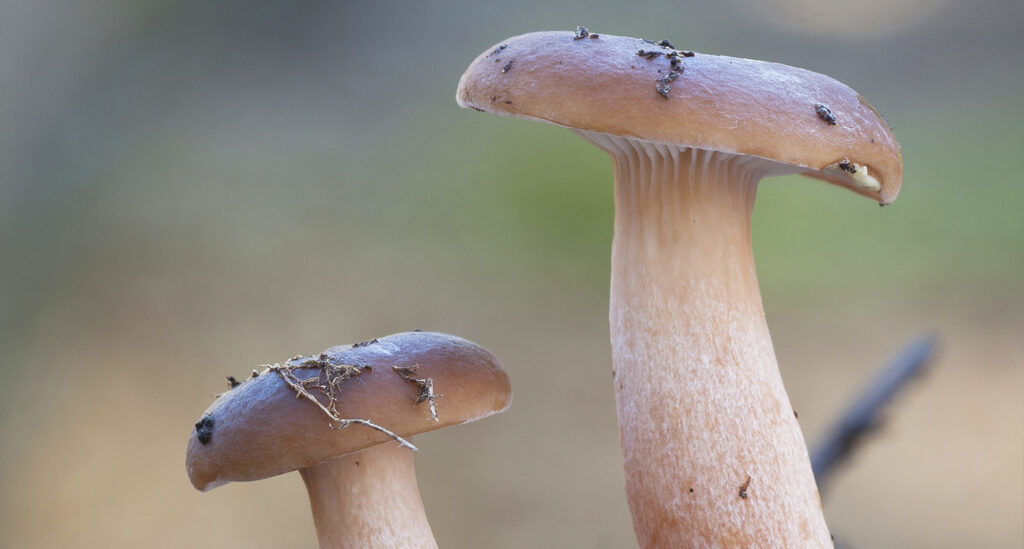 history of shrooms and human interferance in canada
