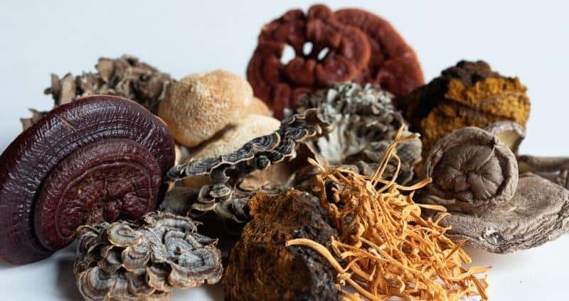 Health Benefits of Mushrooms in Canada