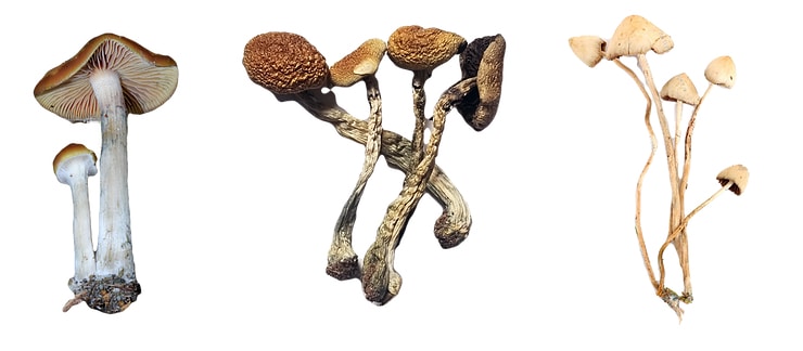 magic mushroom strains and mental health