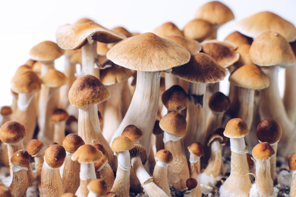 Legal Landscape of Magic Mushrooms in Canada