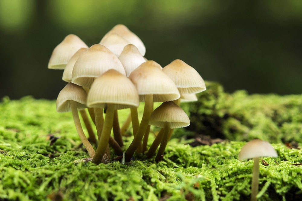 Legal Landscape of Magic Mushrooms
