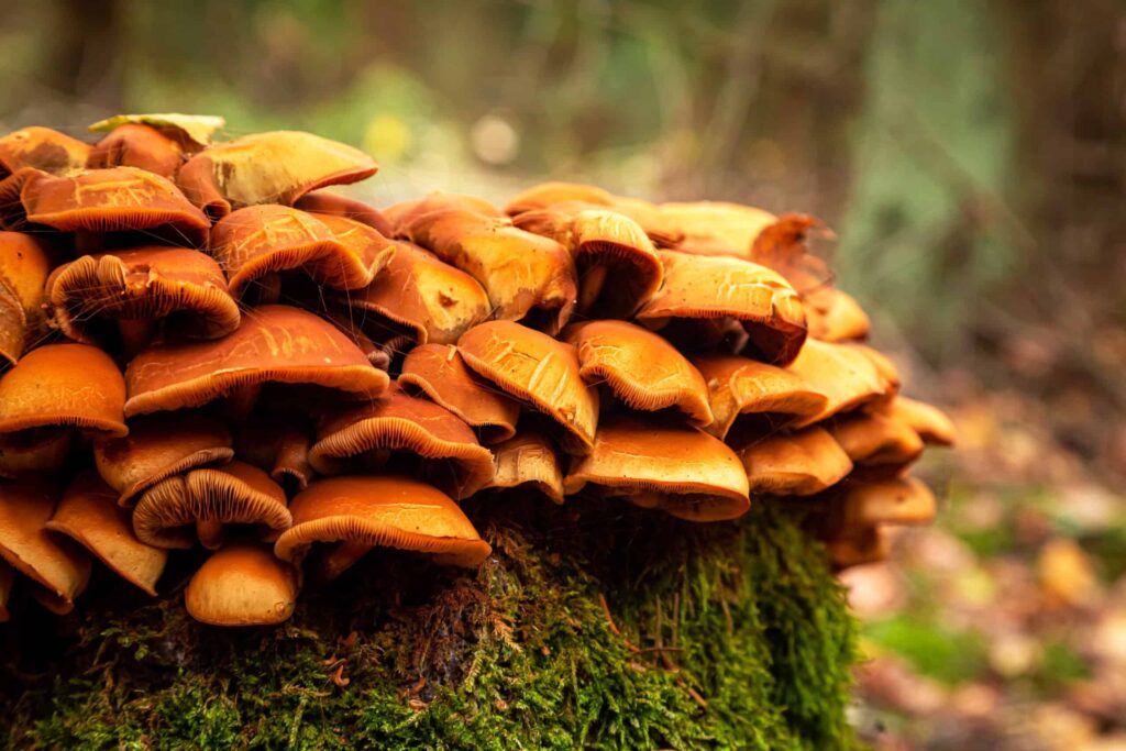 mushrooms in canada