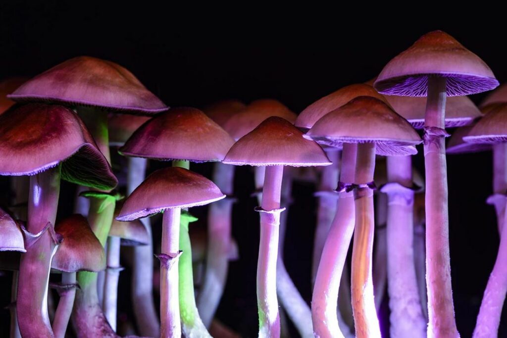 Magic mushroom