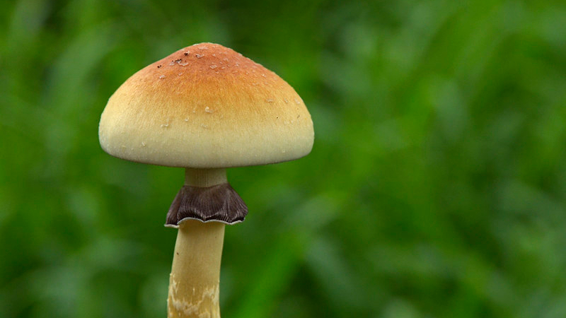 Magic Mushroom Strains