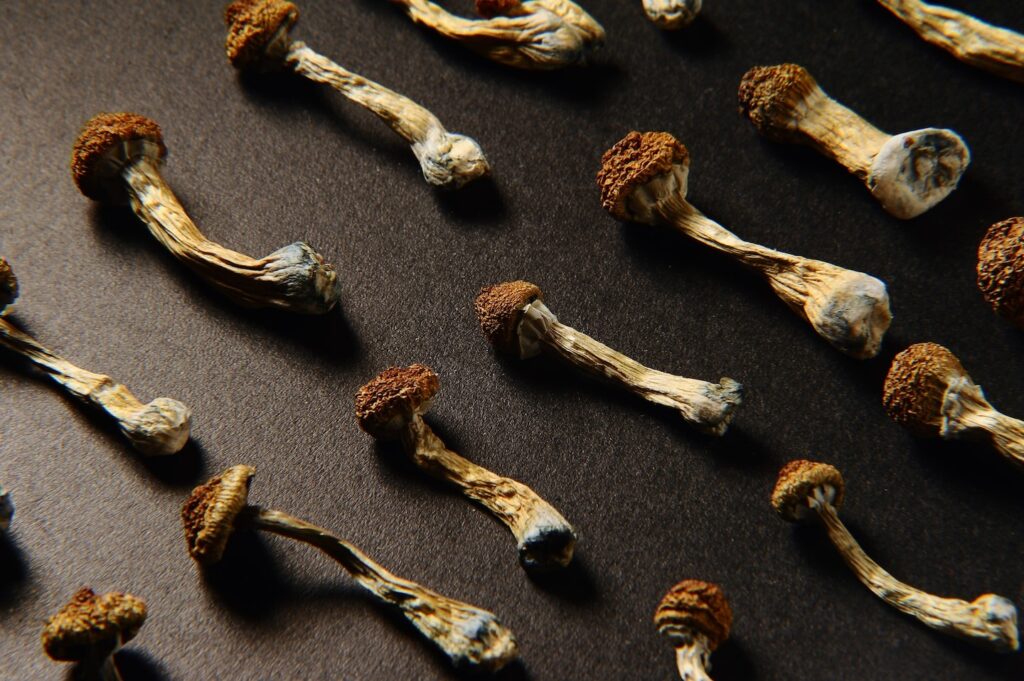 Psilocybin 