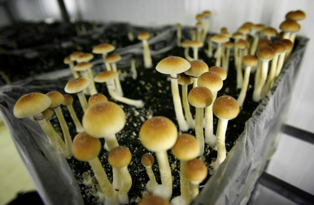 How to Choose the Right Shrooms Dispensary: A Guide for Beginners