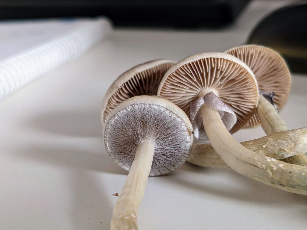 Understand What Psilocybin Mushrooms Are and Their Benefits