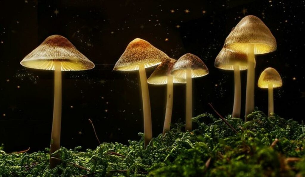 Magic Mushroom Wellness