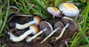 Magic Mushrooms in Modern Therapy