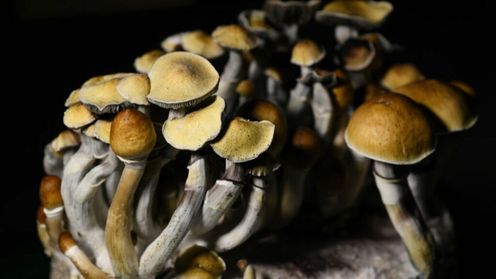 How Psychedelic Mushrooms Influence Creativity