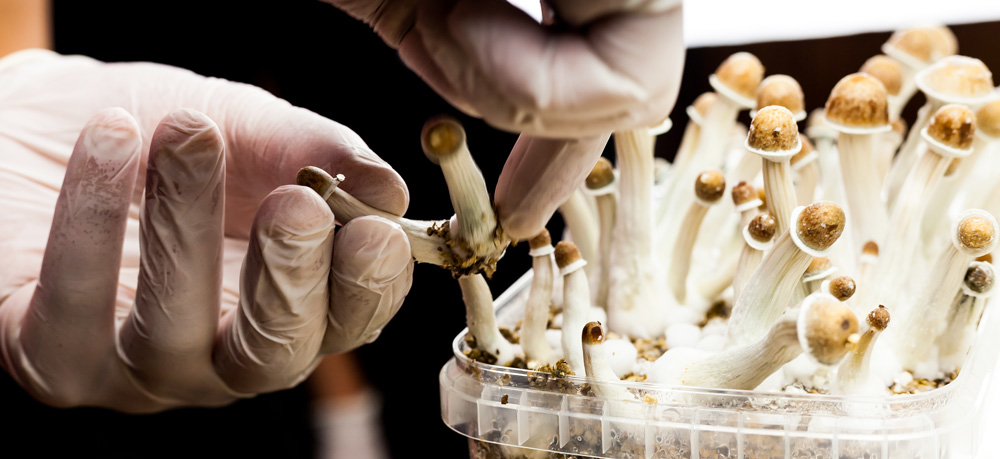 The Art Inspired by Shrooms How Mushrooms Influence Creativity