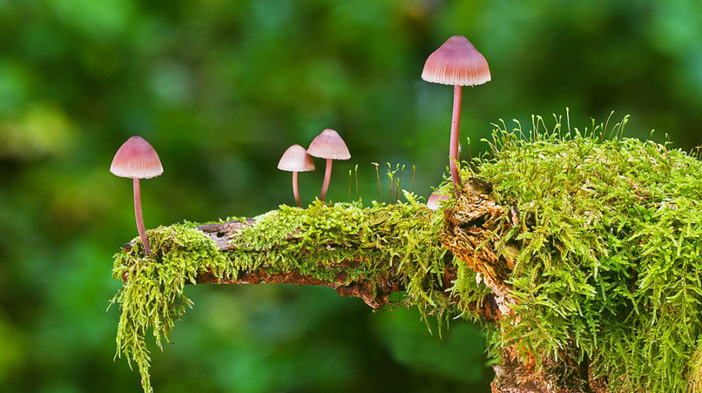 Psilocybin vs Other Psychedelics