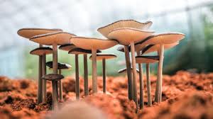 Psychedelics and Neuroplasticity